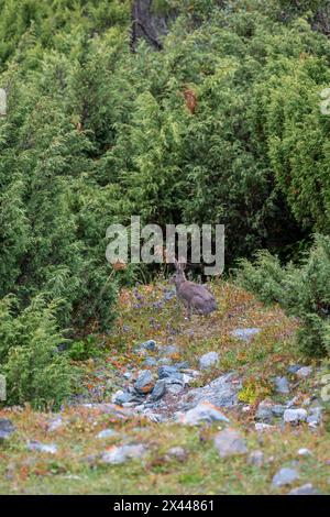 Hase, Terskey Ala Auch, Tien-Shan Berge, Kirgisistan Stockfoto