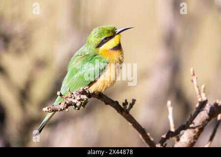 Der kleine Bienenfresser (Merops pusillus) auf dem Ast, Limpopo, Südafrika Stockfoto