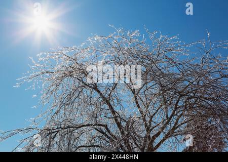 Sonnenaufgang und Silhouetteneis bedeckten Laubbaum nach dem Eissturm im Frühjahr, Quebec, Kanada Stockfoto