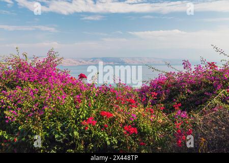 Violette und rote Bougainvillea Blumen im Garten mit Blick auf das Galiläische Meer und die Golanhöhen an der Seligsprechungskirche, Berg von Stockfoto