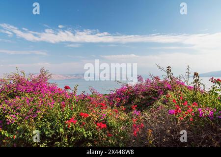 Violette und rote Bougainvillea Blumen im Garten mit Blick auf das Galiläische Meer und die Golanhöhen an der Seligsprechungskirche, Berg von Stockfoto