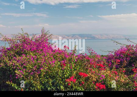 Violette und rote Bougainvillea Blumen im Garten mit Blick auf das Galiläische Meer und die Golanhöhen an der Seligsprechungskirche, Berg von Stockfoto