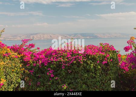 Orange und violette Bougainvillea Blumen im Garten mit Blick auf das Meer von Galiläa und die Golanhöhen an der Seligsprechungskirche, Berg von Stockfoto