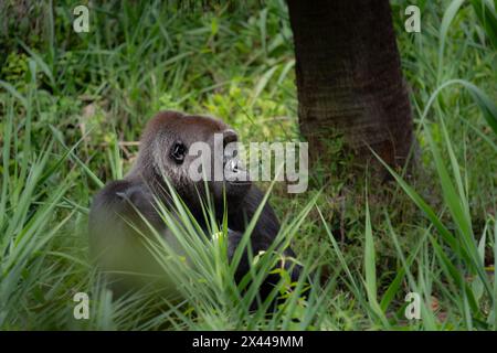 Tiefland-Gorilla starren in die Ferne Stockfoto