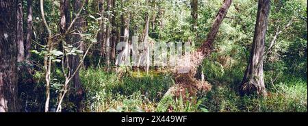 Kirby Storter Roadside Park, Tamiami Trail East, Ochopee, Everglades, Florida, USA Stockfoto