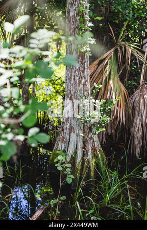 Kirby Storter Roadside Park, Tamiami Trail East, Ochopee, Everglades, Florida, USA Stockfoto