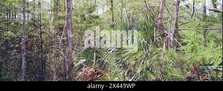 Kirby Storter Roadside Park, Tamiami Trail East, Ochopee, Everglades, Florida, USA Stockfoto