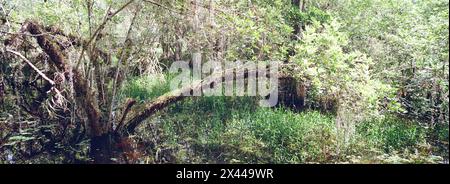 Kirby Storter Roadside Park, Tamiami Trail East, Ochopee, Everglades, Florida, USA Stockfoto