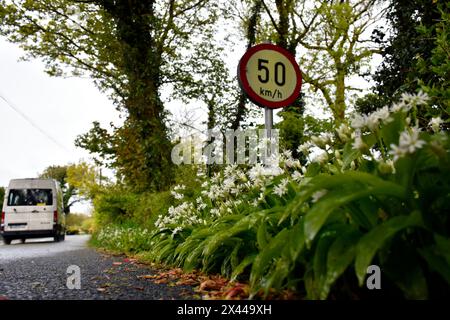 Geschwindigkeitsbegrenzung im ländlichen Irland. Knoblauch wächst am Rande im County Donegal. Stockfoto