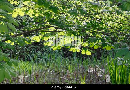 Rosskastanie (Aesculus hippocastanum) mit Hintergrundbeleuchtung, Nordrhein-Westfalen, Deutschland Stockfoto