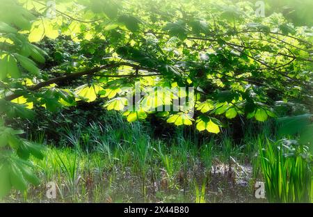 Rosskastanie (Aesculus hippocastanum) mit Hintergrundbeleuchtung, Nordrhein-Westfalen, Deutschland Stockfoto