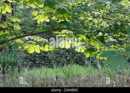 Rosskastanie (Aesculus hippocastanum) mit Hintergrundbeleuchtung, Nordrhein-Westfalen, Deutschland Stockfoto