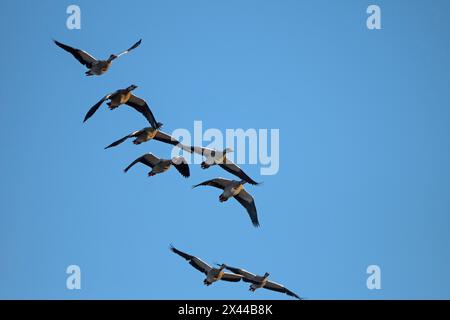 Ägyptische Gänse (Alopochen aegyptiaca), im Flug befindliche Gänse, Bislicher Insel, Xanten, Niederrhein, Nordrhein-Westfalen, Deutschland Stockfoto