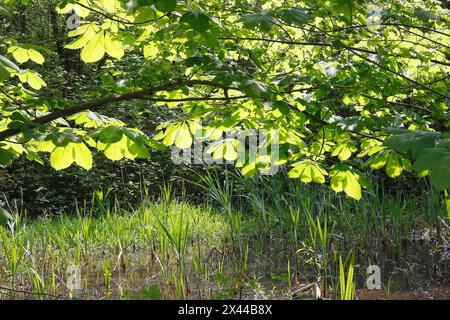 Rosskastanie (Aesculus hippocastanum) mit Hintergrundbeleuchtung, Nordrhein-Westfalen, Deutschland Stockfoto