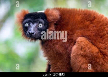 Ein gefährdeter roter Lemur aus Madagaskar. Stockfoto