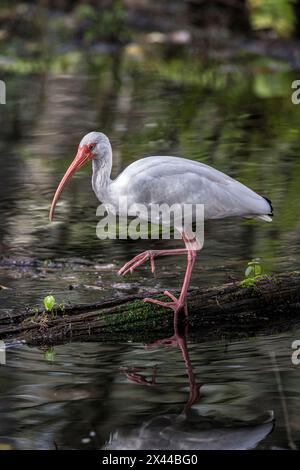 Ein weißer Ibis auf der Suche nach Essen in einem Sümpfe von Südflorida. Stockfoto