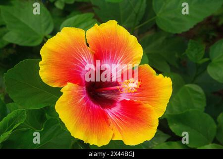 USA, Georgia, Savannah. Hibiskus in Blüte. Stockfoto