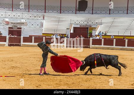 Ein Torero in einer Kampfarena stellt sich geschickt einem herannahenden Stier, Stierkampf, Stierkampfarena, Merida, Badajoz, Extremadura, Spanien Stockfoto