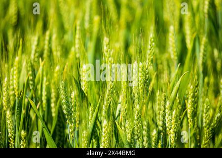 USA, Idaho, Genesee. Grüne Weizenfelder. Stockfoto