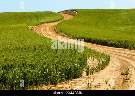 USA, Idaho, Genesee. Grüne Weizenfelder. Unbefestigte Straße. Stockfoto