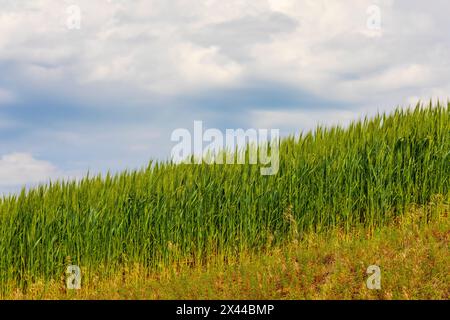 USA, Idaho, Genesee. Grüne Weizenfelder. Stockfoto