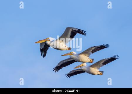 American White Pelicans im Flug, Clinton County, Illinois. Stockfoto
