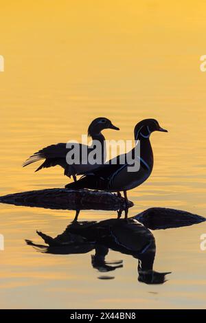 Wood Ducks männlich und weiblich im Feuchtgebiet auf Baumstamm bei Sonnenaufgang, Marion County, Illinois. Stockfoto