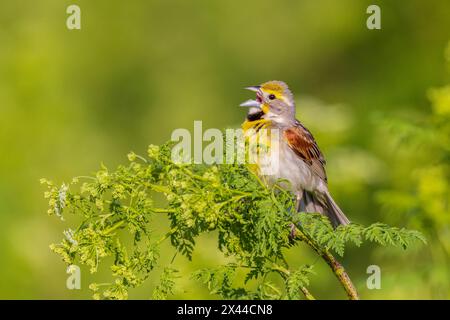 Dickcissel singt auf Poison Hemlock, Marion County, Illinois. Stockfoto