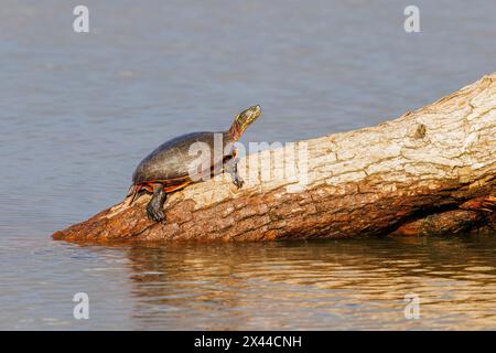 Malte Schildkröte auf Baumstamm im Feuchtgebiet Marion County, Illinois. Stockfoto