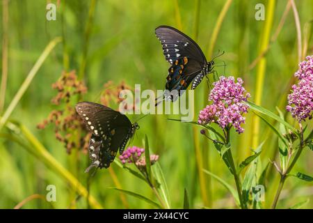 Spicebush Swallowtail männliche und weibliche Balz auf Swamp Milkweed, Marion County, Illinois. (Nur Für Redaktionelle Zwecke) Stockfoto