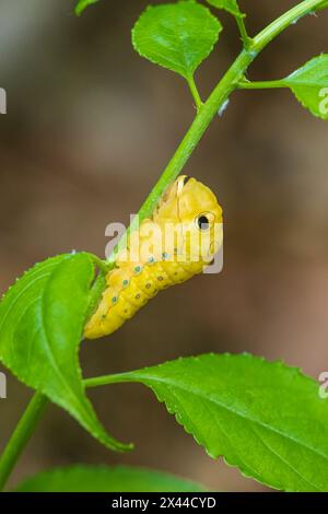 Spicebush Swallowtail caterpillar auf Spicebush, Marion County, Illinois. (Nur Für Redaktionelle Zwecke) Stockfoto