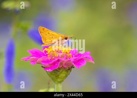 Feuriger Skipper auf Zinnia, Marion County, Illinois. (Nur Für Redaktionelle Zwecke) Stockfoto