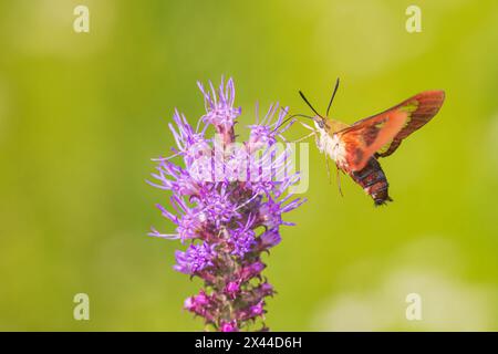 Hummingbird Clearwing Moth im Prairie Blazing Star, Effingham County, Illinois Stockfoto