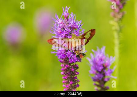 Hummingbird Clearwing Moth im Prairie Blazing Star, Effingham County, Illinois Stockfoto