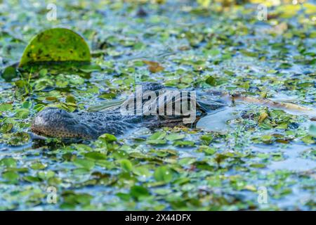 USA, Louisiana, Lake Martin. Alligatorkopf im Sumpfwasser. Stockfoto