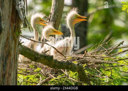 USA, Louisiana, Evangeline Parish. Große Reiher-Küken im Nest. Stockfoto