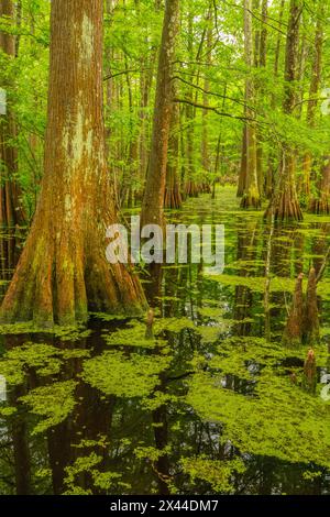 USA, Louisiana, Tensas National Wildlife Refuge. Zypressenbaumsumpf. Stockfoto