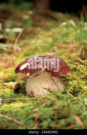 Genießbarer und leckerer Boletus edulis - "Penny Bun" - im wald gewachsener Steinpilz Stockfoto