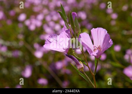 Herald des Sommers auf der Eichensavanna. Stockfoto