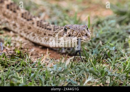Klapperschlange mit westlichem Diamondback oder texanischer Diamantrücken, Rio Grande Valley, Texas Stockfoto