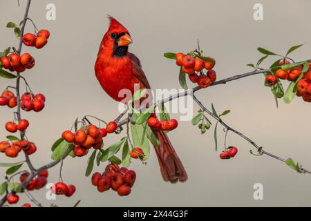 Männlicher Nördlicher Kardinal, Rio Grande Valley, Texas Stockfoto