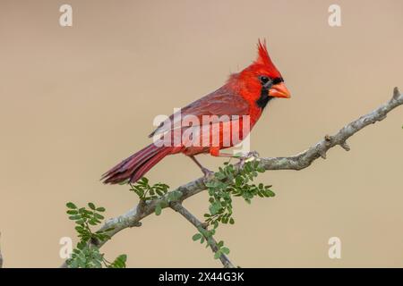 Männlicher Nördlicher Kardinal, Rio Grande Valley, Texas Stockfoto