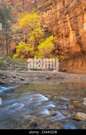 Im Zion Canyon The Narrows, Zion National Park, Utah, gibt es die Farbe des Herbstes. Stockfoto