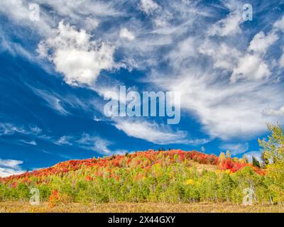 USA, Utah, Logan Pass. Farbenfroher Herbst im Provo Pass Stockfoto