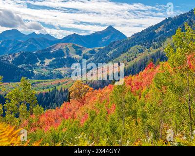 USA, Utah, Logan Pass. Farbenfroher Herbst im Provo Pass Stockfoto