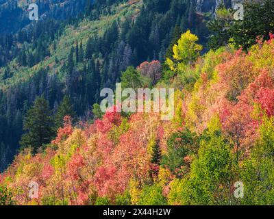 USA, Utah, Logan Pass. Farbenfroher Herbst im Provo Pass Stockfoto