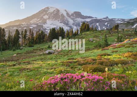 Paradies, Wildblumenwiese. Pink Mountain Heather steht im Vordergrund. Mount Rainier National Park, Washington State Stockfoto