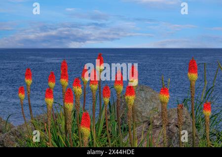 USA, Washington State, Point No Point County Park. Red Hot Poker Pflanzen und Ozean. Stockfoto