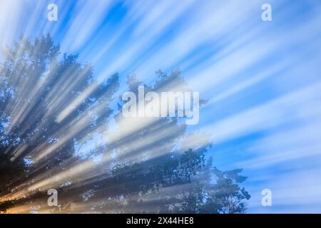 USA, Washington State, Seabeck. Morgensonne, die durch Bäume und Nebel filtert. Stockfoto