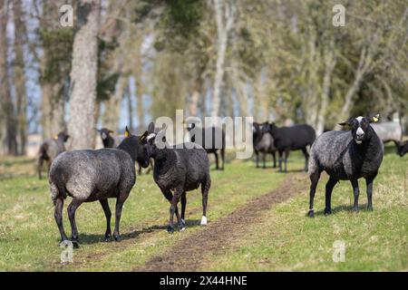 Schafe, die Köpfe zusammenstoßen. Zwei Schafe kämpfen auf grünem Rasen. Auf der Weide im Frühling. Stockfoto